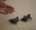 Looking at a hand and two black baby turtle crawling on a golden sand.