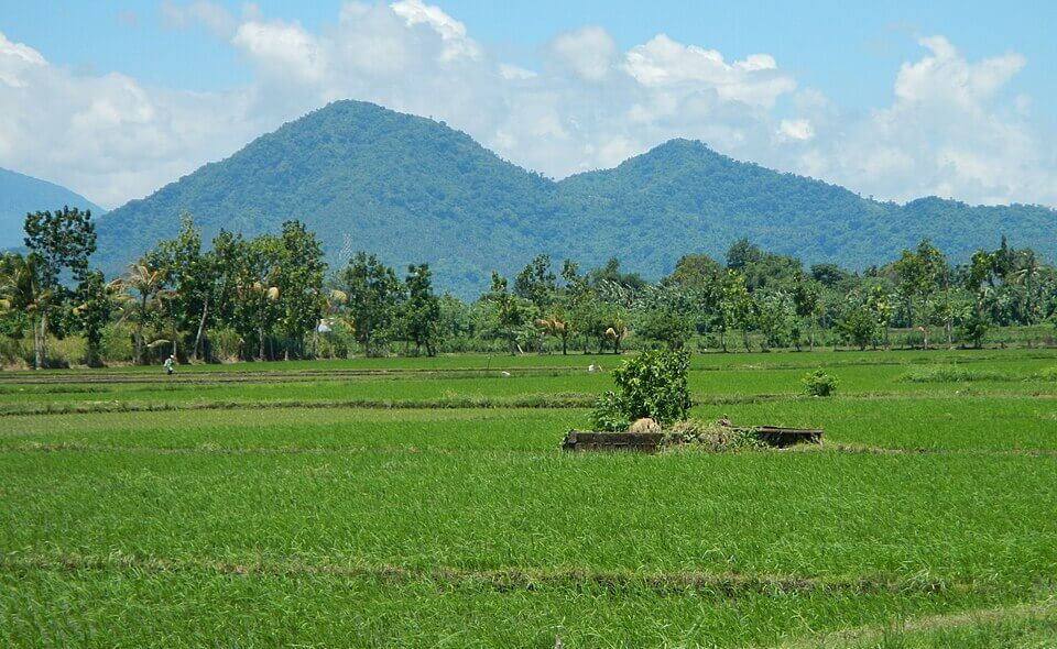 Green rice fields with distant mountains under a blue sky. Trees line the horizon, creating a serene, natural landscape.