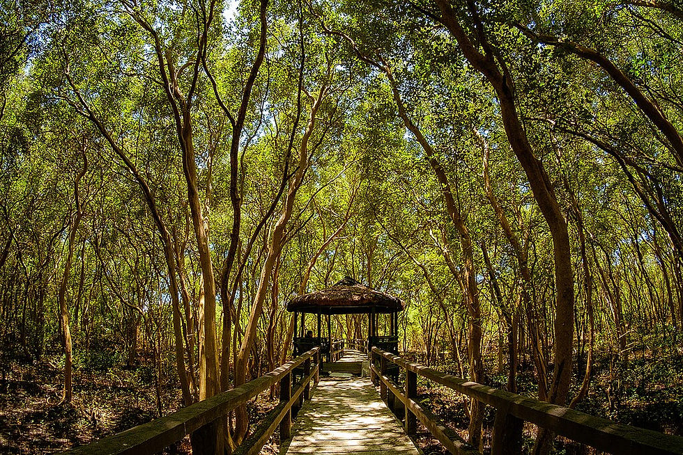 Forest scene with a wooden path leading to a gazebo surrounded by tall, green trees. Sunlight filters through leaves, creating a serene mood.