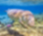 Marine Life of the Philippines: A Complete Guide to Marine Animals, Coral Reefs & Ocean Conservation
