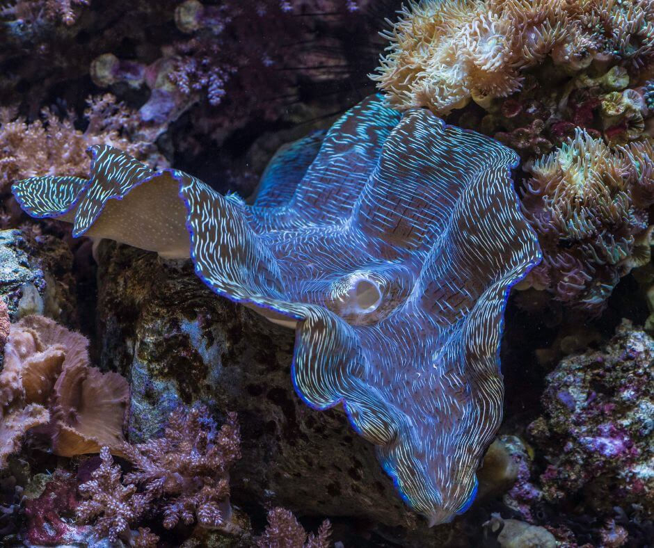 Tridacna Derasa a vibrant giant clam in reef, lined in electric blue patterns, surrounded by colorful coral. Energetic marine scene, rich in texture.