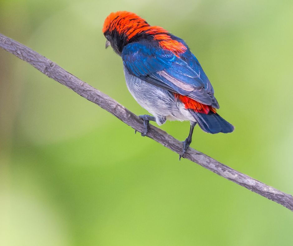 Colorful red, blue, and black bird perched on a branch against a soft green blurred background.