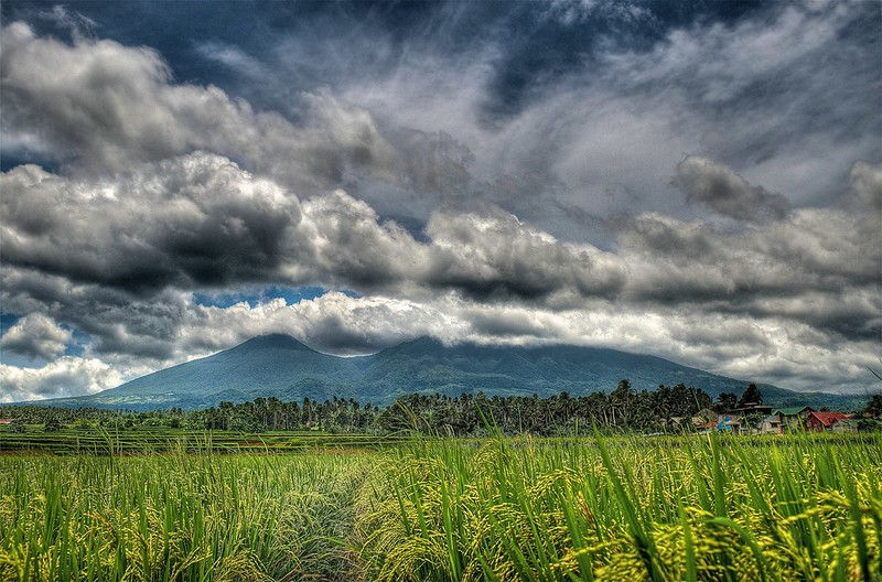 Lush green rice field under dramatic cloudy sky with mountains in the background. Huts and trees dot the landscape, creating a serene mood.