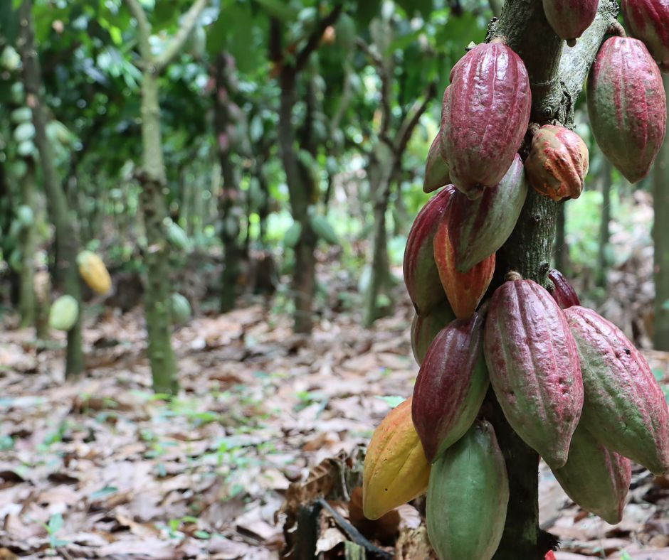 Cocoa pods grow from a tree trunk in a lush, leafy plantation. Pods display various colors: red, green, and yellow. Forest floor visible.