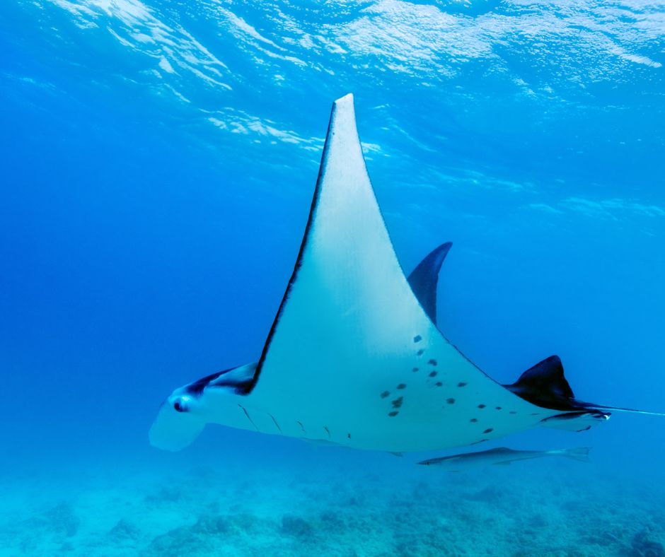 Manta ray gliding gracefully underwater in a deep blue ocean. The sunlit, clear water reveals its patterned wings and serene movement.