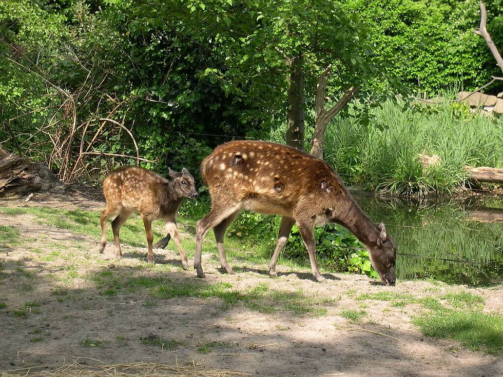 Two Visayan Spotted deer, one adult and one fawn, walk and graze by a pond in a lush green forest. Dappled sunlight filters through the trees.
