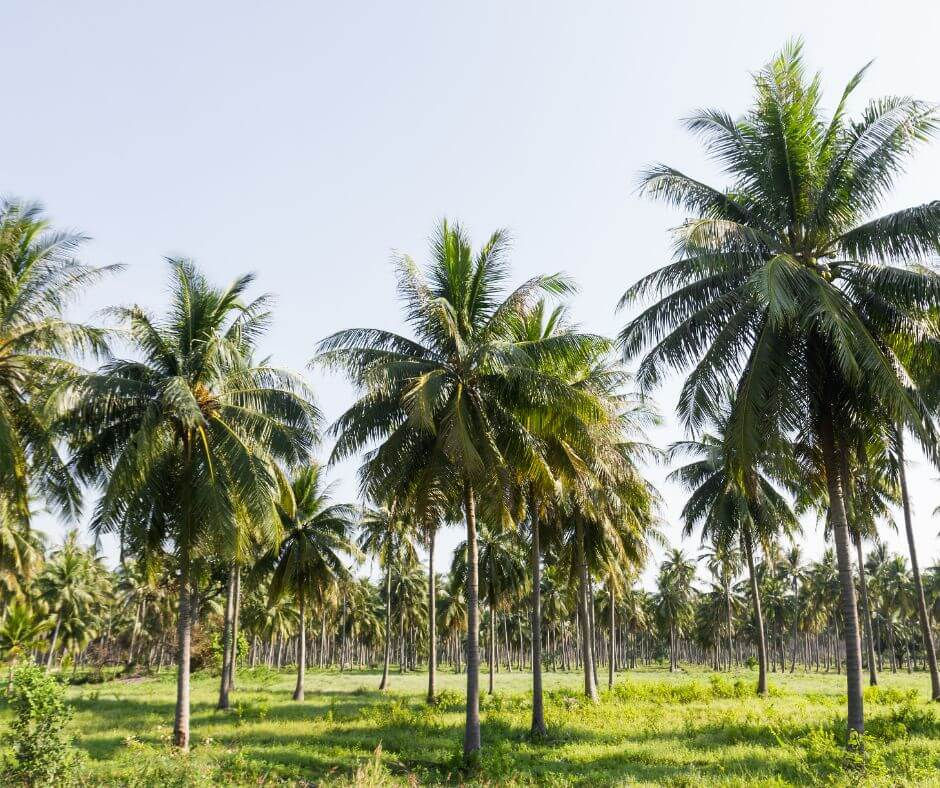 Tall palm trees in a lush green field under a clear blue sky, creating a serene and tropical atmosphere.