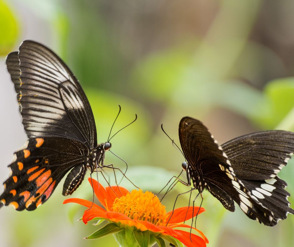 Two black butterflies with orange and white markings feed on a vibrant orange flower, set against a blurred green background.