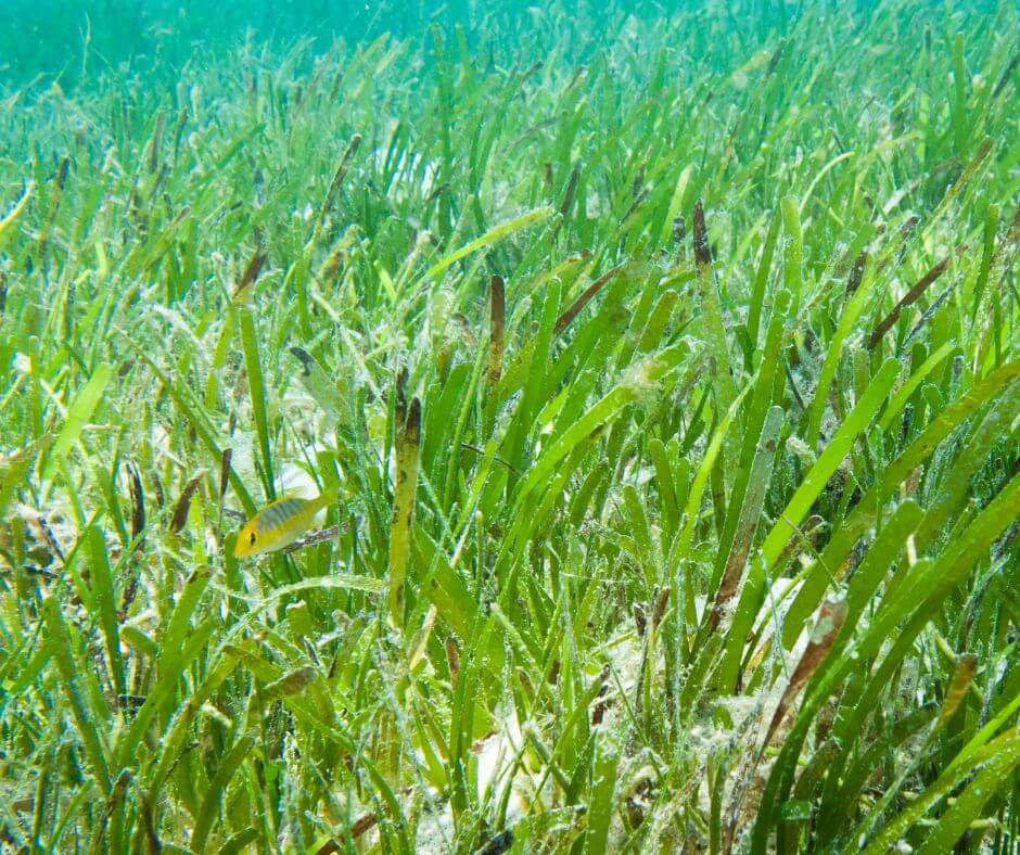 Danajon Bank an underwater scene with vibrant green sea grass and a small yellow fish amidst the foliage, creating a serene and natural atmosphere.
