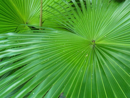 Anahaw Leaf a close-up of vibrant green palm leaves with radial patterns, covered in tiny water droplets. The background features more overlapping leaves.