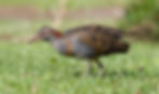 A spotted brown and white rail bird walks on green grass in a sunny outdoor setting, displaying a patterned plumage in profile view.