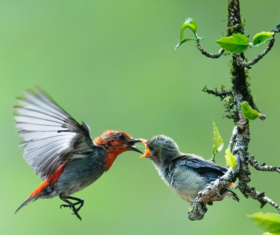 Two birds on a branch, one feeding a chick, against a soft green background.