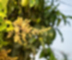 Close-up of yellow mango flowers on a branch against a blurry green leaf background, creating a fresh and natural vibe.