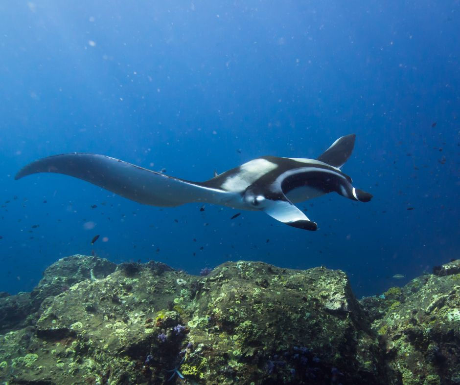 A manta ray glides over a rocky ocean floor in clear blue water. Small fish swim nearby, enhancing the serene underwater scene.