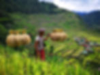 Looking at a man in his traditional red and white Igorot dress carrying a bamboo stick with bundles of brown rice on both ends and the lush green rice terraces behind him.