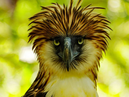 Close-up of a Philippine eagle with a striking feather crown and intense gaze. Blurred green foliage in the background creates a natural setting.