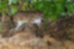 Spotted wild Sunda Leopard Cat with wide eyes prowling in a dense green jungle. Brown leaves and branches in the background enhance the natural setting.