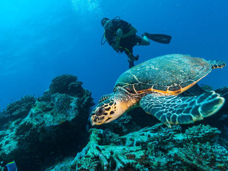 Scuba diver hovers above a large sea turtle swimming over a blue coral reef underwater.