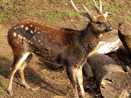 Visayan Spotted deer with antlers stands on dirt beside logs. Its coat is brown with white spots. Sunny, natural setting with some grass.
