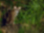 A spotted wild Leopard cat sits on a log amidst lush green grass at night, its ears perked and eyes alert in the dark, creating a tense mood.