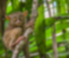 A tarsier clings to a tree branch in a lush, green forest. Its large eyes gaze directly ahead, creating a curious and alert mood.