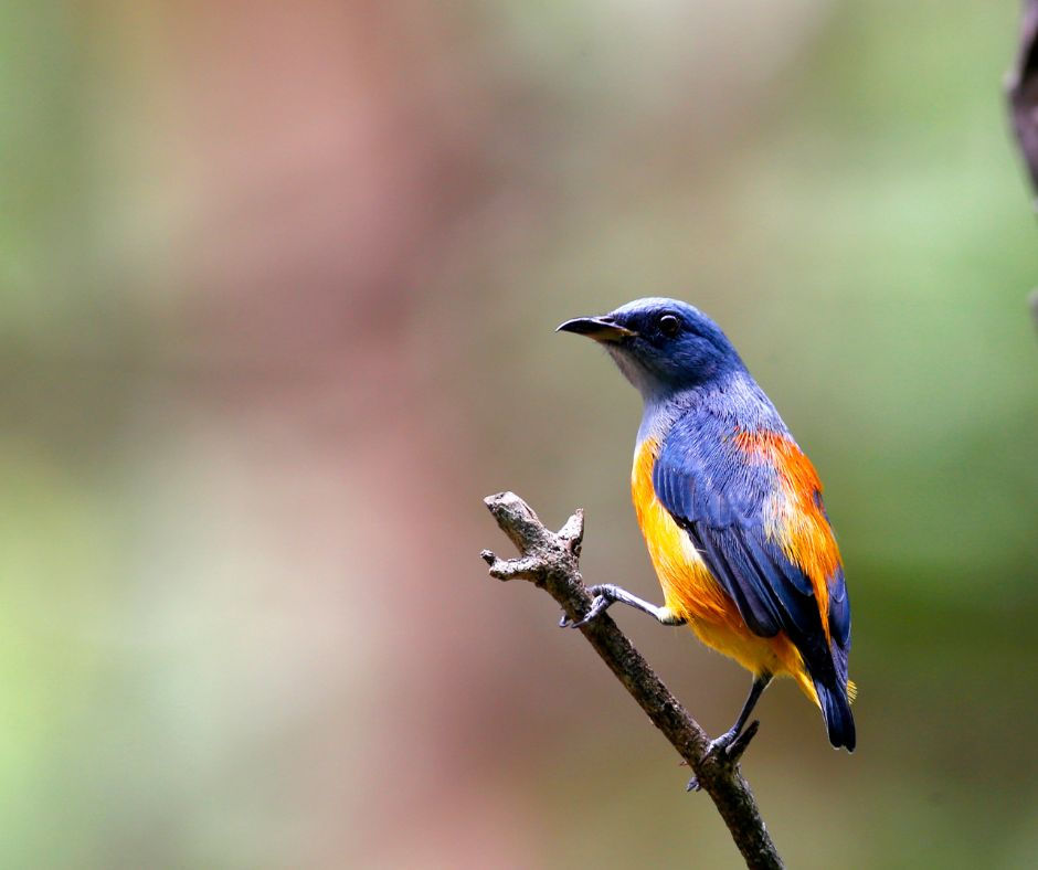 Colorful blue-and-orange songbird perched on a twig against a blurred green background.