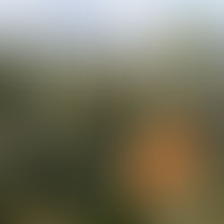 Close-up of a ripe pineapple amidst spiky green leaves in a field under a cloudy sky. The mood is serene and natural.