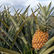 Close-up of a ripe pineapple amidst spiky green leaves in a field under a cloudy sky. The mood is serene and natural.