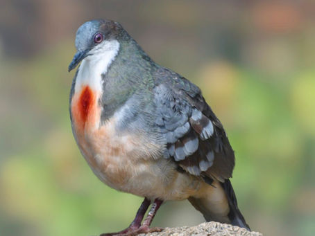 Luzon Bleeding Hart Pigeon with gray-blue feathers and a vivid orange chest patch perched on a rock. Blurred green background, serene setting.