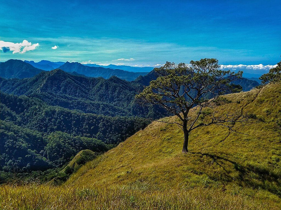 A lone tree stands on a grassy hill with expansive mountain views under a vivid blue sky. The scene conveys tranquility and natural beauty.