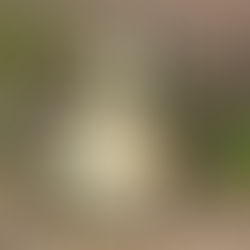 A vibrant yellow and black butterfly with intricate wing patterns sits on the ground, surrounded by blurred greenery, showcasing natural beauty.