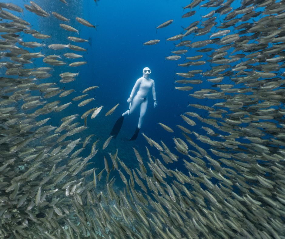 Moalboal Sardine Run, a diver in a white suit swim among a large school of fish in clear blue water, creating a circle around them. Sense of serenity and wonder.