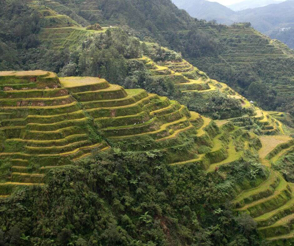 Terraced green rice fields cascade down lush hillsides under a cloudy sky, creating a serene landscape filled with layered greenery.