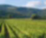 Tobacco Farming in the Philippines: History, Regions, Challenges, and the Future