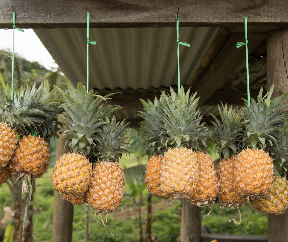 Several ripe pineapples hang by green strings under a wooden roof, set against a lush, green outdoor background.