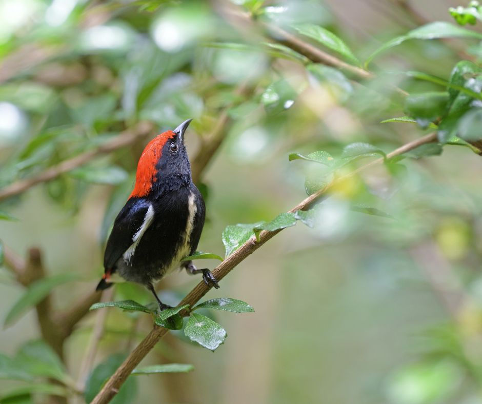 Small black bird with a red head perched on a leafy branch, set against a soft green forest background.