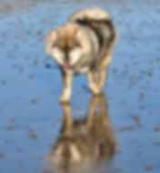 DSC_0164 2.jpeg