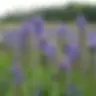 Great Blue Lobelia	(Lobelia siphilitica)