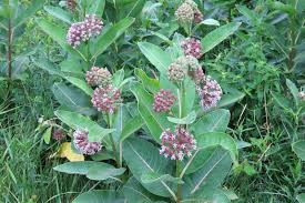 Common Milkweed (Asclepias syriaca)