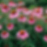 Purple Coneflower	(Echinacea purpurea)