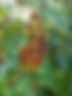 Chokecherry (Prunus virginiana)