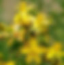 Spotted St. John's Wort
