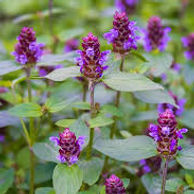 Selfheal 
