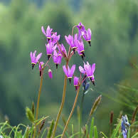 Amethyst Shooting Star