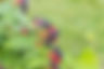Black Raspberry (Rubus occidentalis)