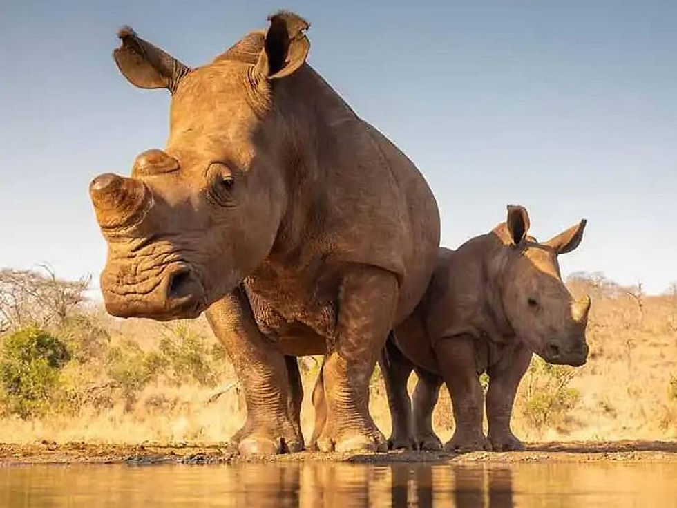 Zuid-Afrika