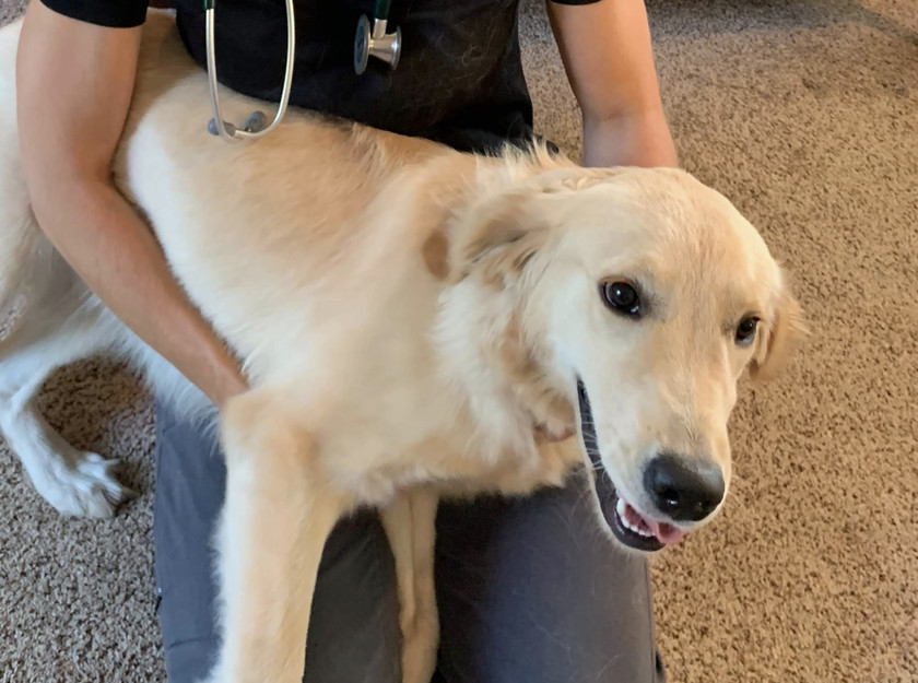 Riverside Vet Care Beloit, WI Home Veterinary Care