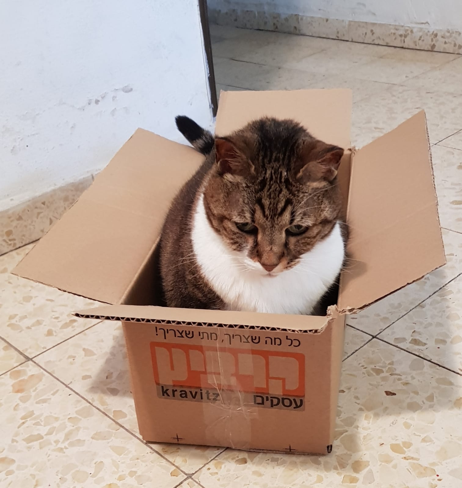 החתולה שלנו מתה. התמודדות עם מוות, אובדן, אבל