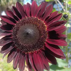 IMG_20240522_193751_912