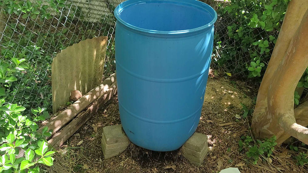 Blue plastic barrel on cinder blocks in a leafy fenced garden, with sunlit greenery and tree trunks around it.